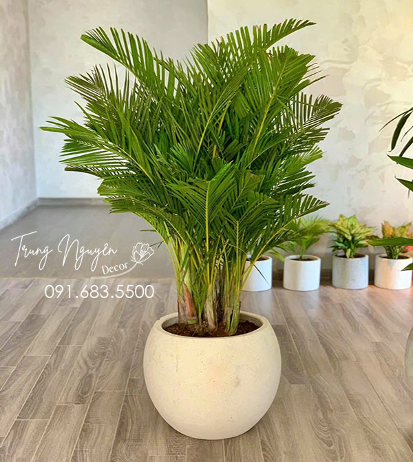 Cây cau lụa - Cau nhật vàng