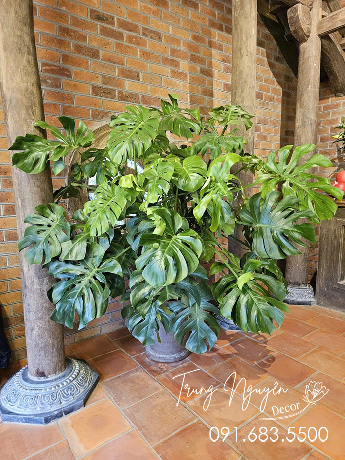 Cây Trầu Bà Montera