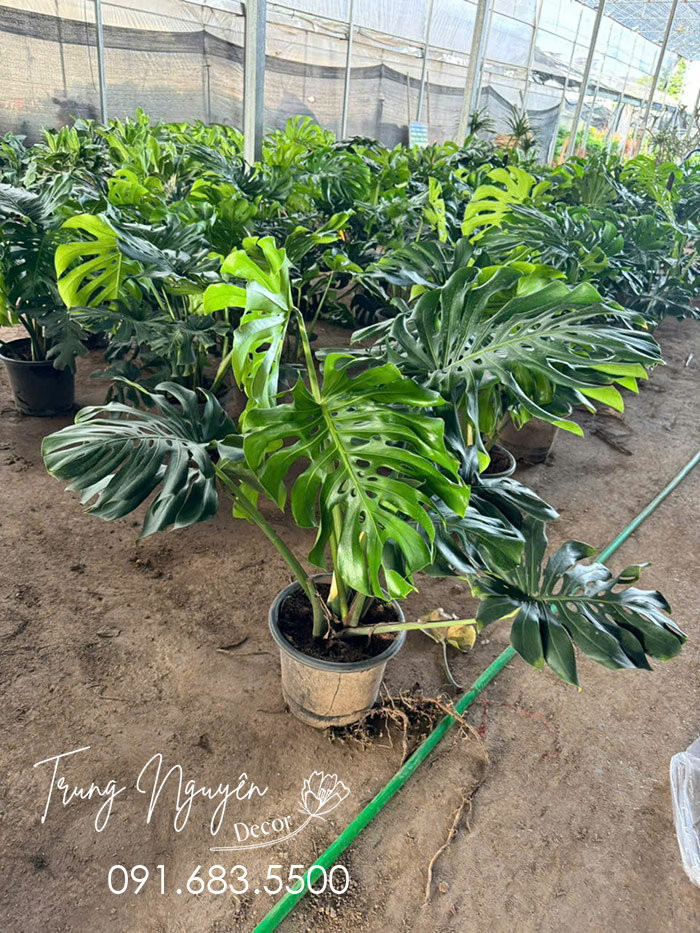 Cây Trầu Bà Montera