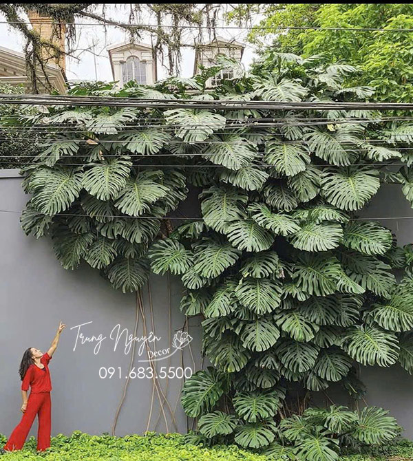 Cây Trầu Bà Montera