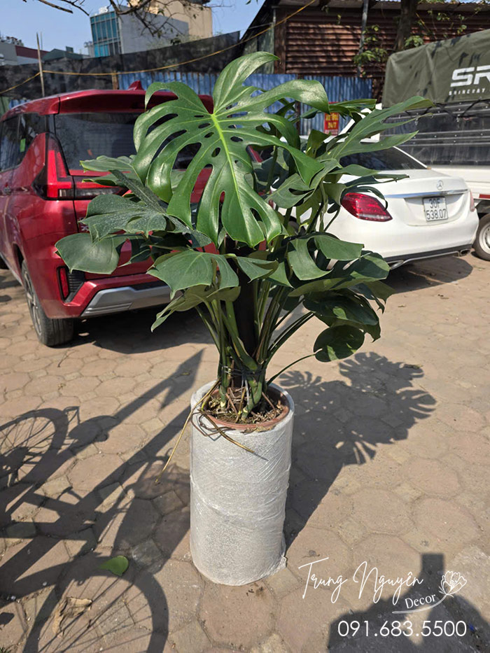 Cây Trầu Bà Montera