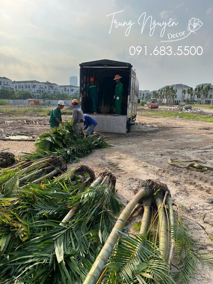 Cây cau lụa - Cau nhật vàng