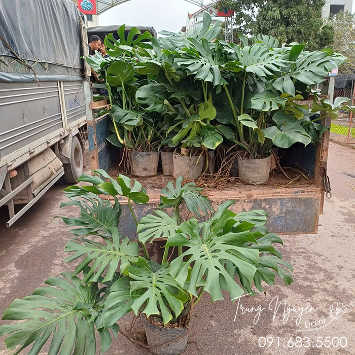 Cây Trầu Bà Montera