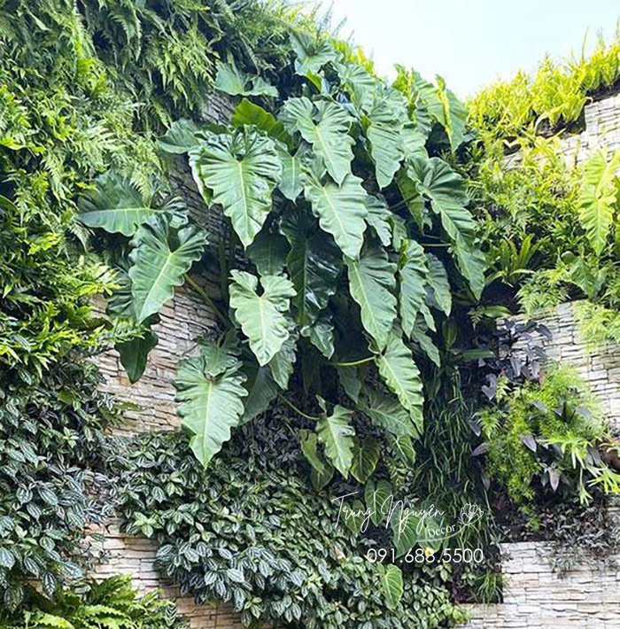 Cây Thông Đan Mạch