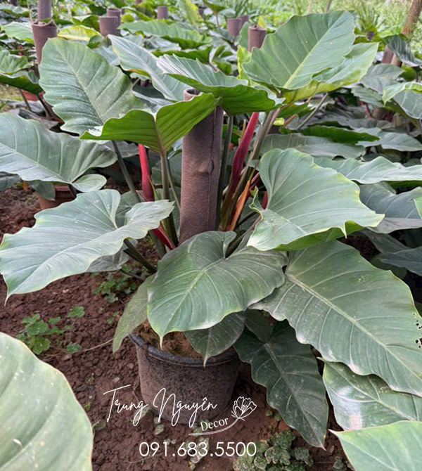 Cây Thông Đan Mạch