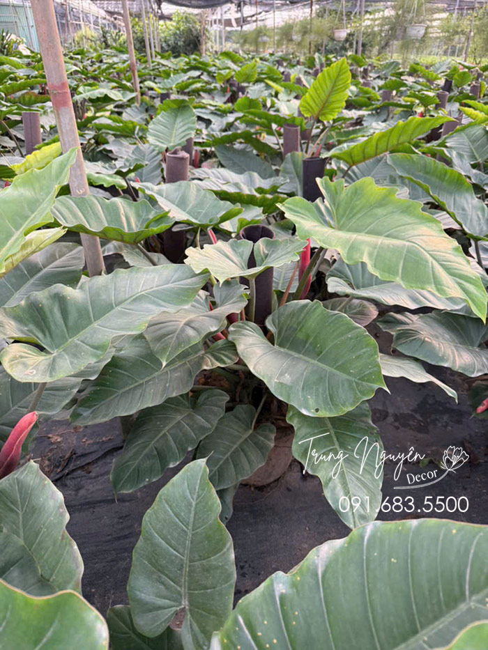 Cây Thông Đan Mạch