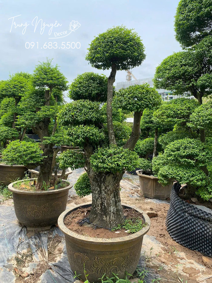 Cây Mai Chiếu Thủy