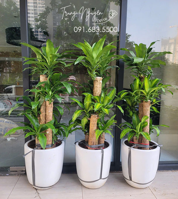 Cây Thiết Mộc Lan