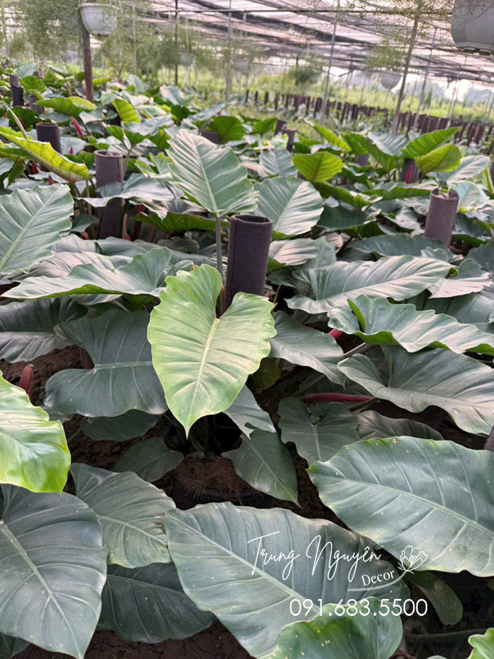 Cây Thông Đan Mạch