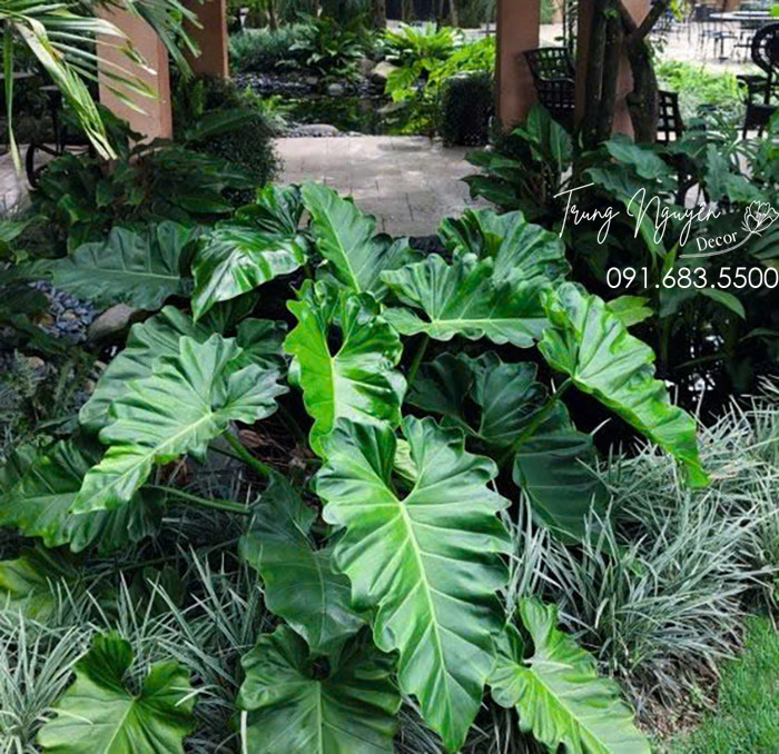 Cây Thông Đan Mạch