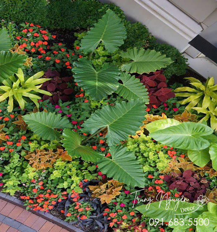 Cây Thông Đan Mạch