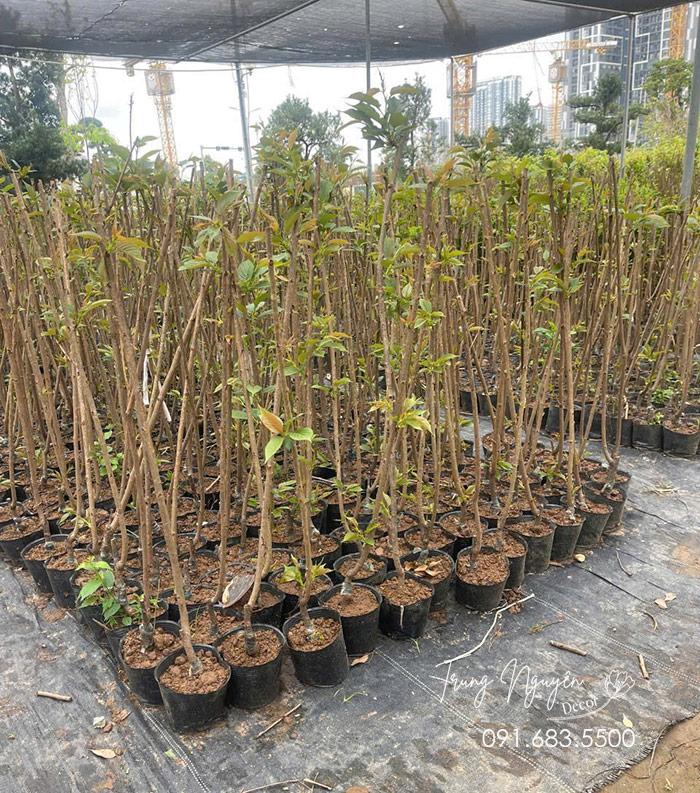 Cây Hoa Anh Đào Nhật