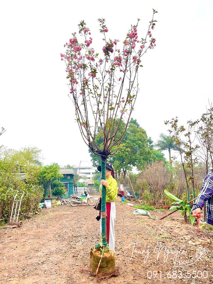 Cây Hoa Anh Đào Nhật