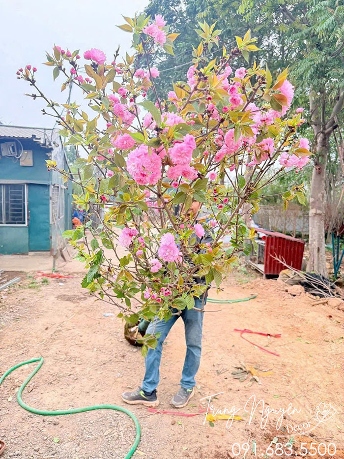 Cây Hoa Anh Đào Nhật