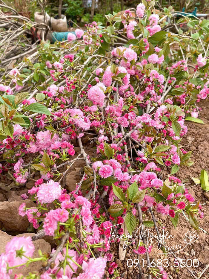 Cây Hoa Anh Đào Nhật
