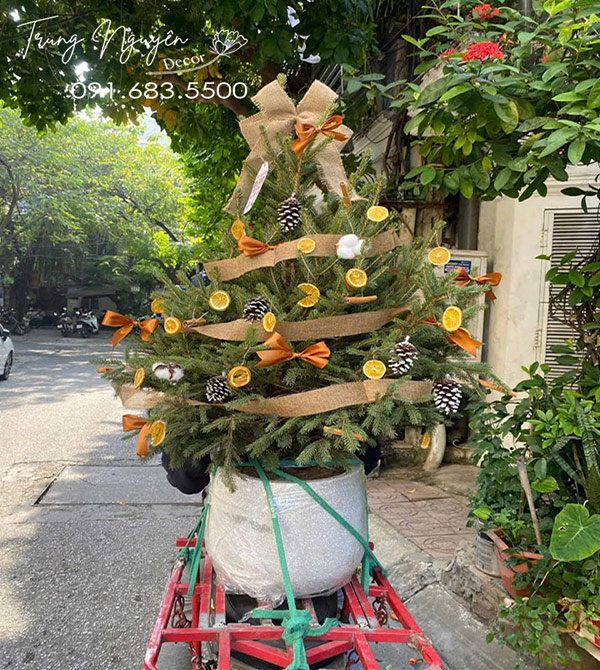 Cây Thông Đan Mạch