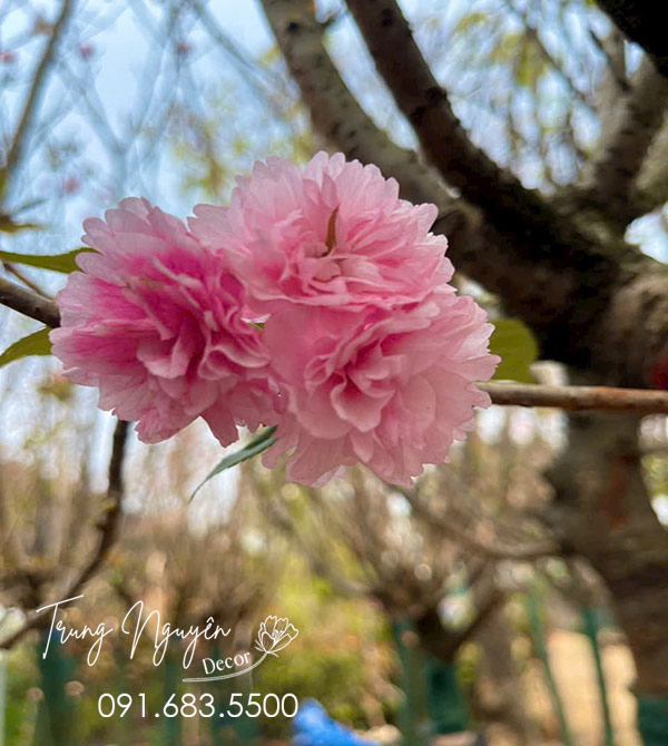 Cây Hoa Anh Đào Nhật