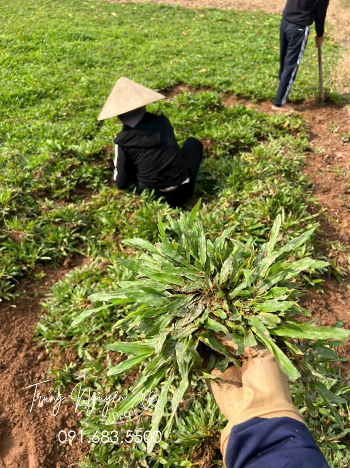 Cây cỏ lá gừng ta - Cỏ lá tre