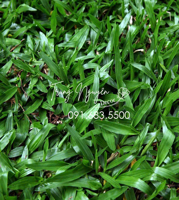 Cây cỏ lá gừng ta - Cỏ lá tre