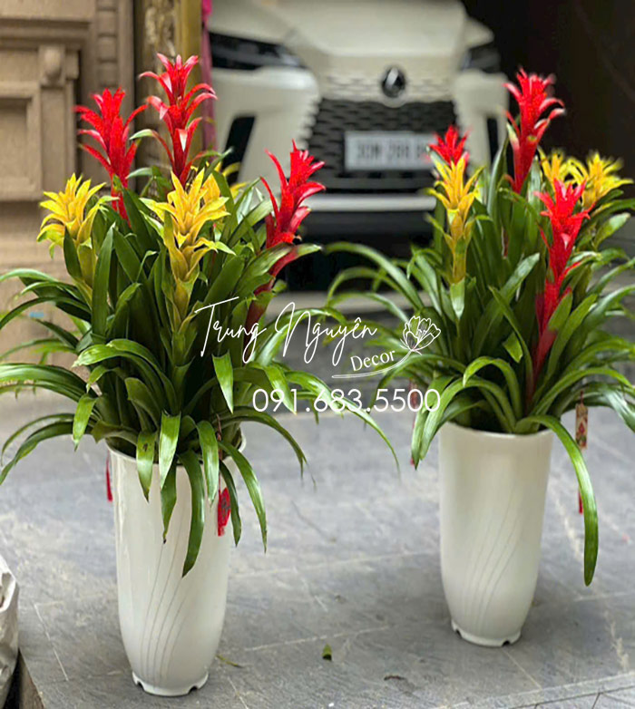 Cây Nến - Đuốc đỏ vàng