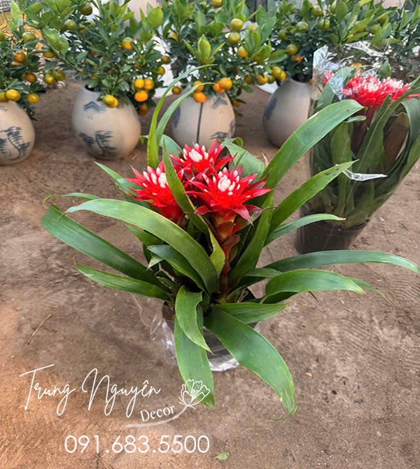 Cây Nến - Đuốc đỏ vàng