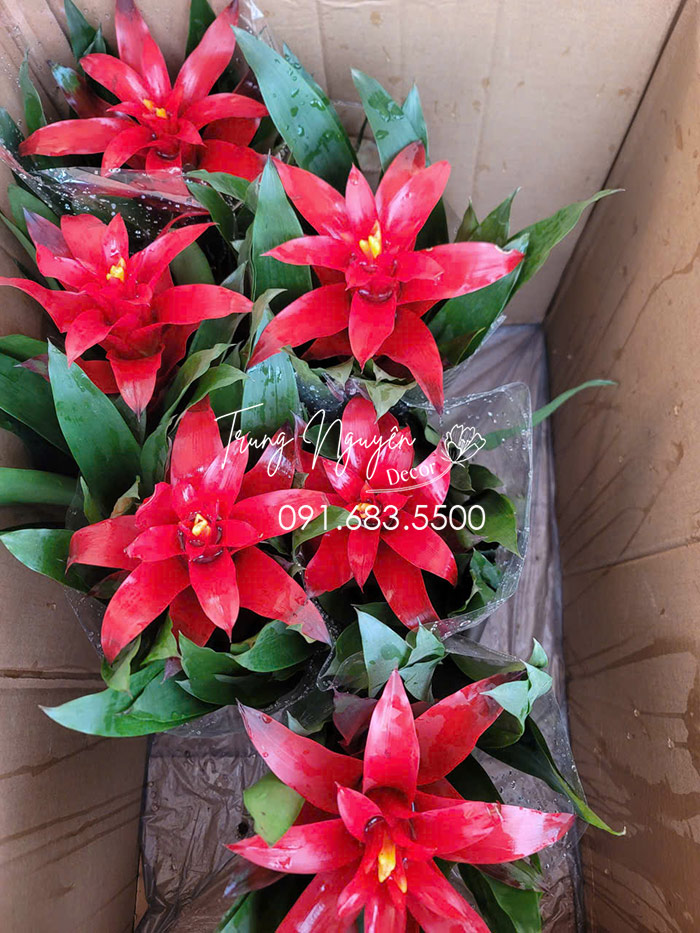 Cây Nến - Đuốc đỏ vàng