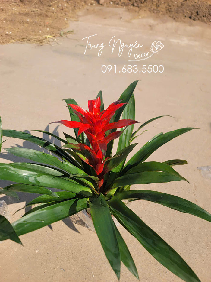 Cây Nến - Đuốc đỏ vàng