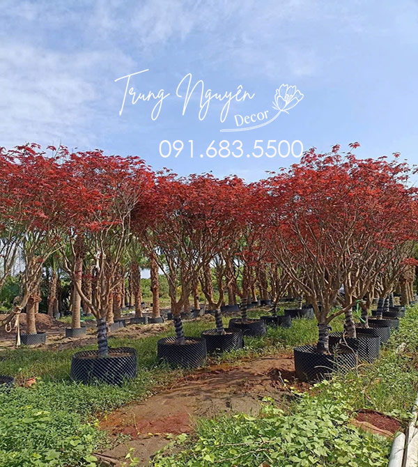 Cây Phong Lá Đỏ - Lá Vàng