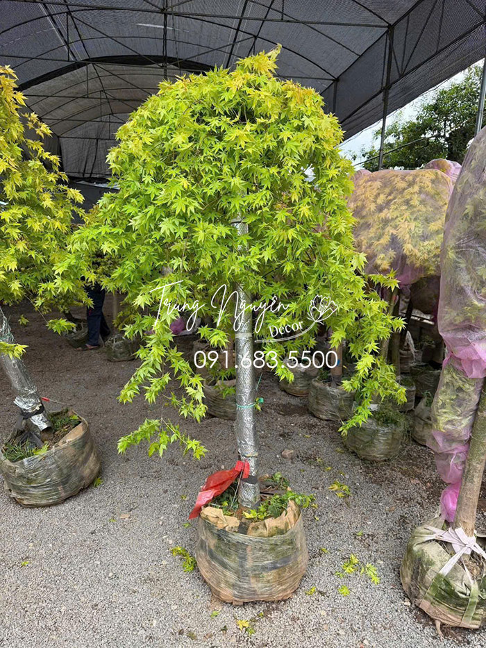 Cây Phong Lá Đỏ - Lá Vàng
