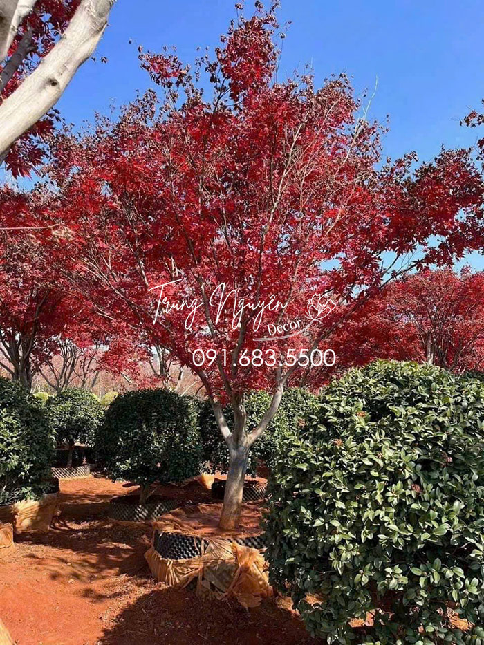 Cây Phong Lá Đỏ - Lá Vàng