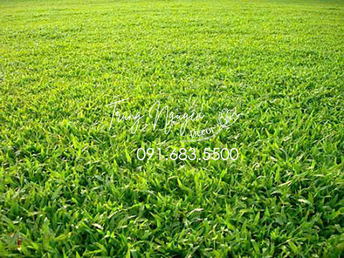 Cây cỏ lá gừng ta - Cỏ lá tre