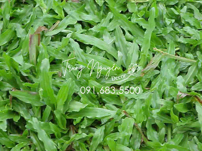 Cây cỏ lá gừng ta - Cỏ lá tre