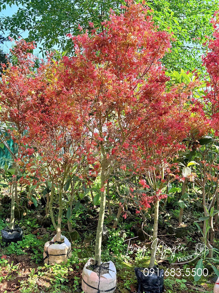 Cây Phong Lá Đỏ - Lá Vàng