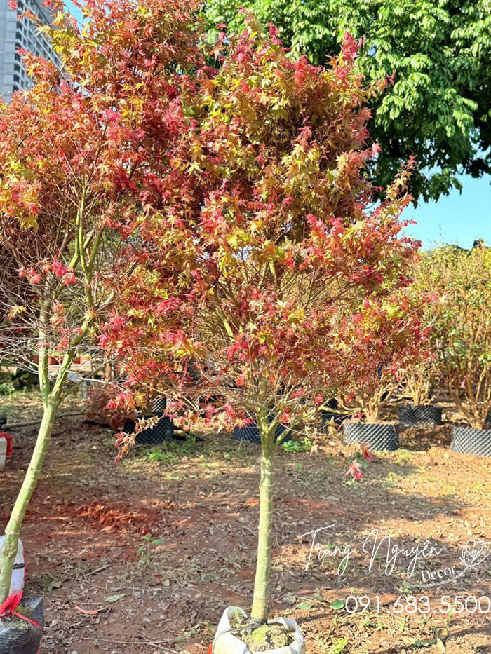 Cây Phong Lá Đỏ - Lá Vàng