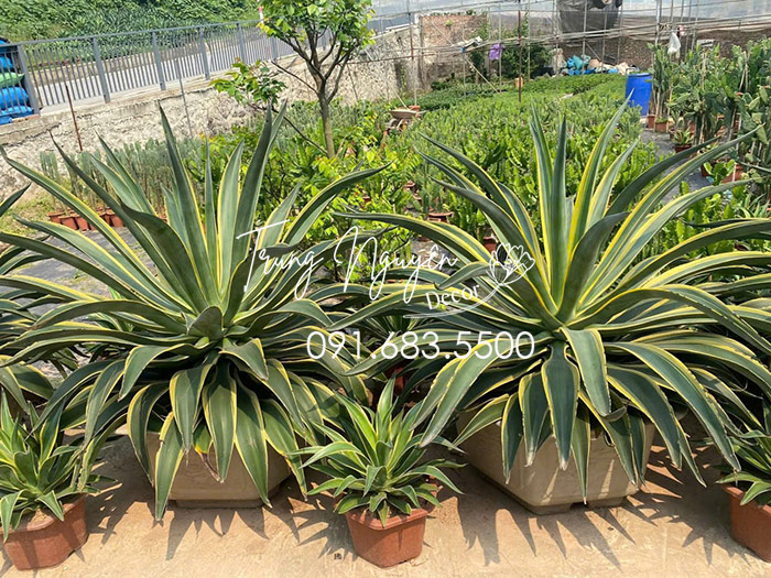 Cây Ngọc Giá