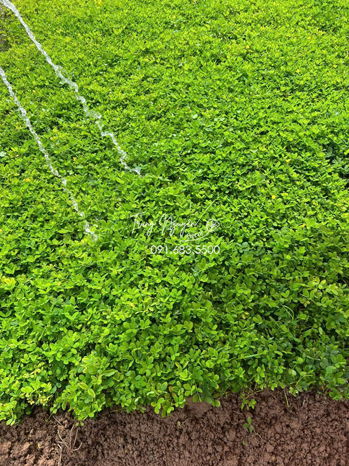 Cây Cỏ Lạc