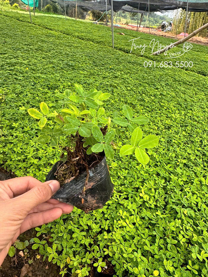 Cây Cỏ Lạc