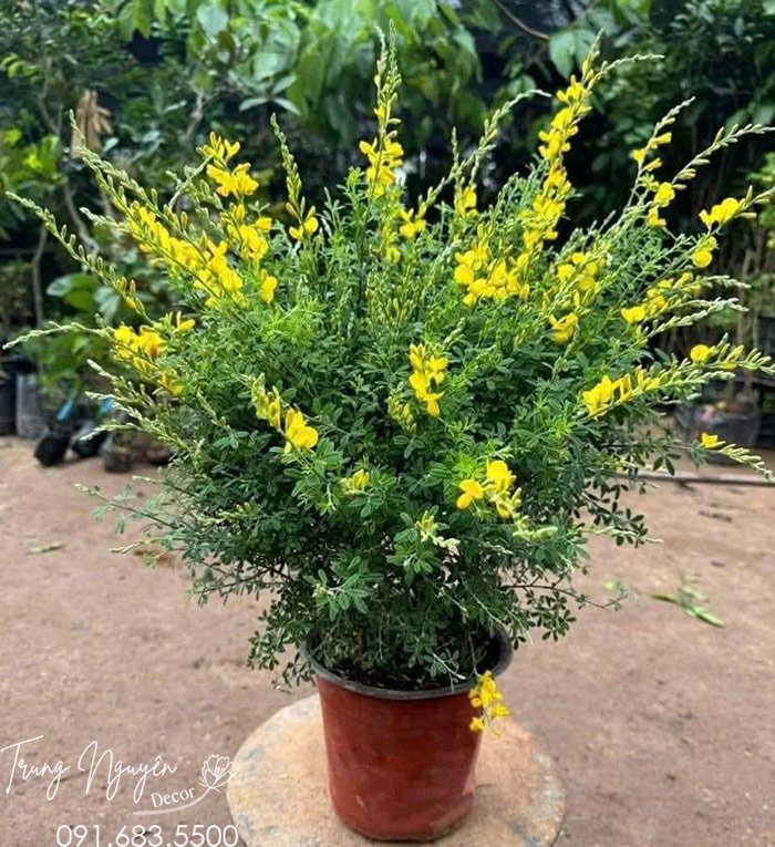 Cây Hoàng Minh Thảo