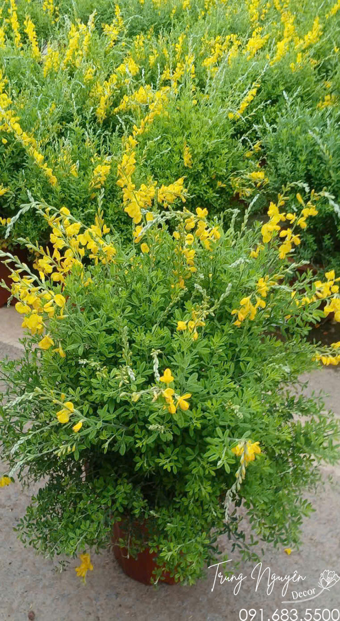 Cây Hoàng Minh Thảo