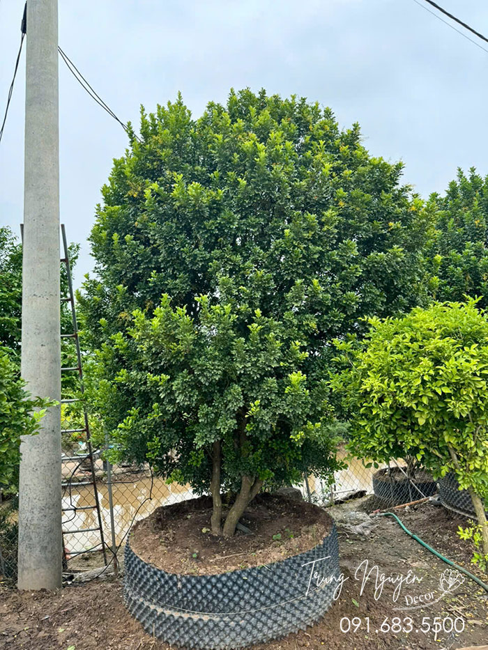 Cây Ngâu hoa vàng