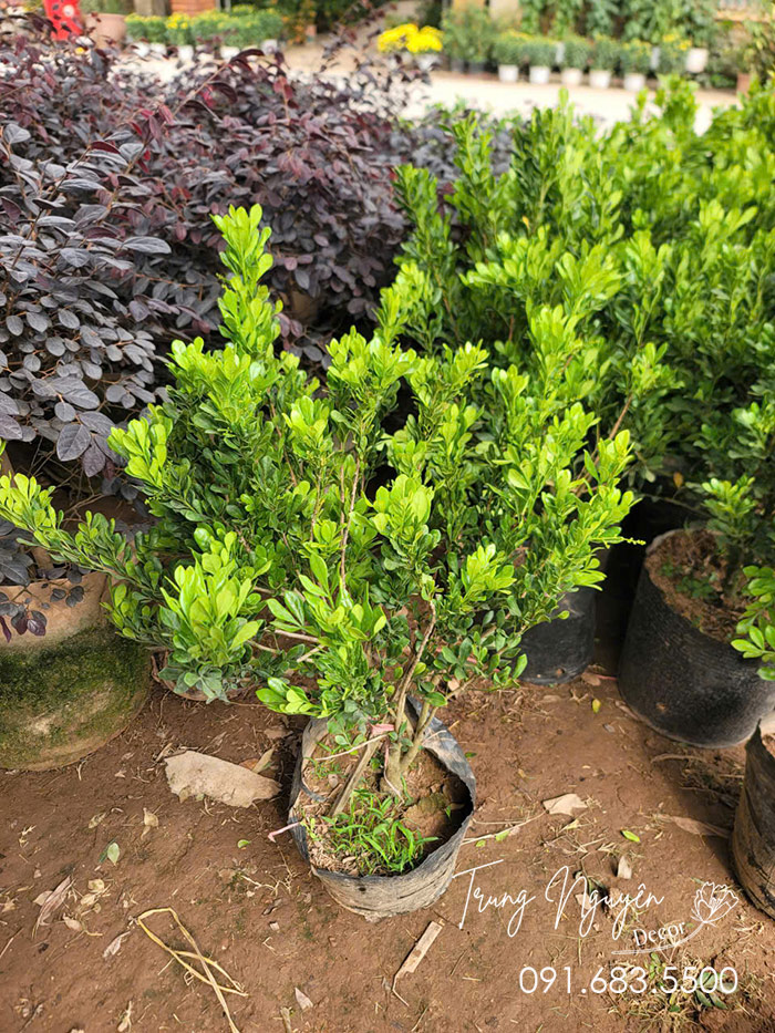 Cây Ngâu hoa vàng