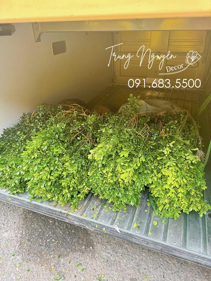 Cây Ngâu hoa vàng