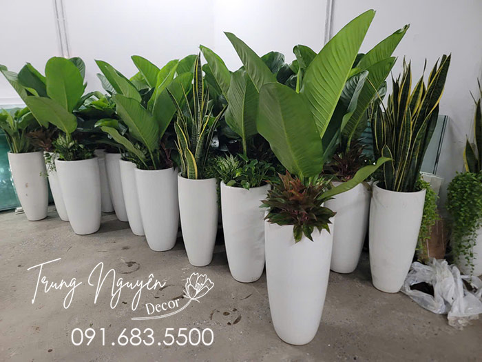 Cây Đại Phú Gia