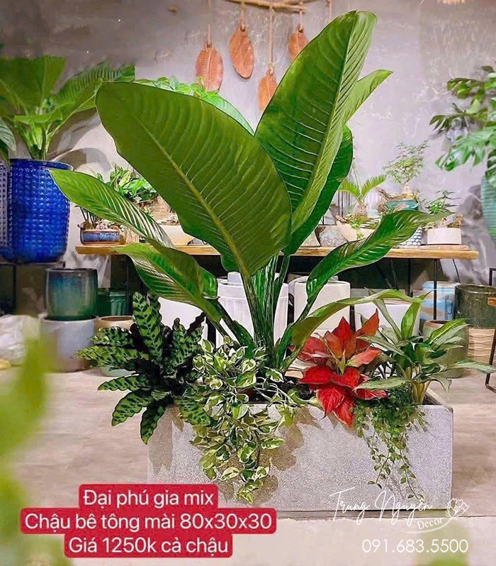 Cây Đại Phú Gia