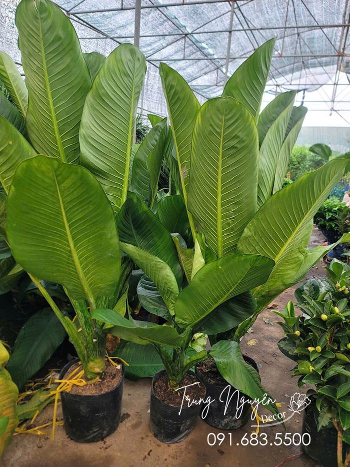 Cây Đại Phú Gia