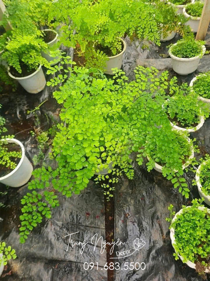 Cây Tóc Thần Vệ Nữ