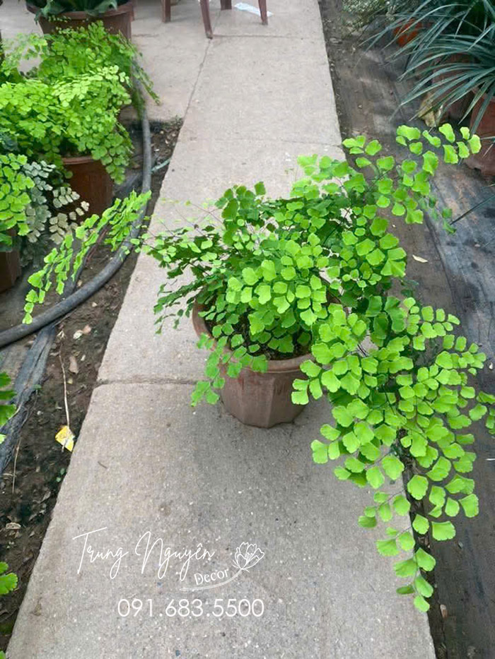 Cây Tóc Thần Vệ Nữ