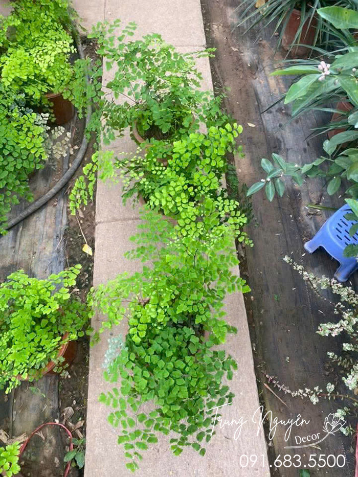 Cây Tóc Thần Vệ Nữ