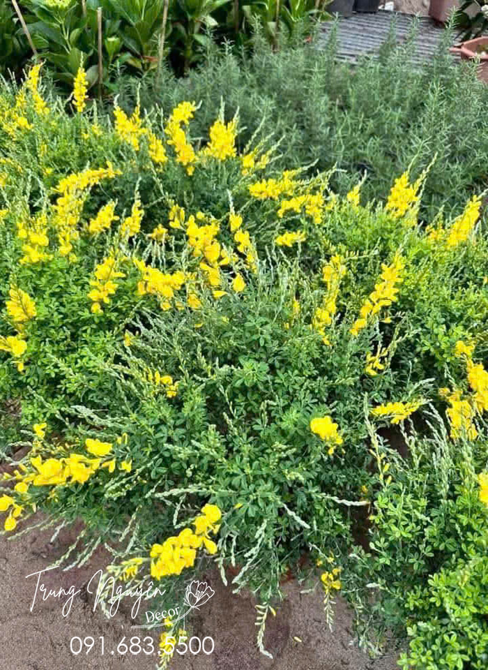 Cây Hoàng Minh Thảo