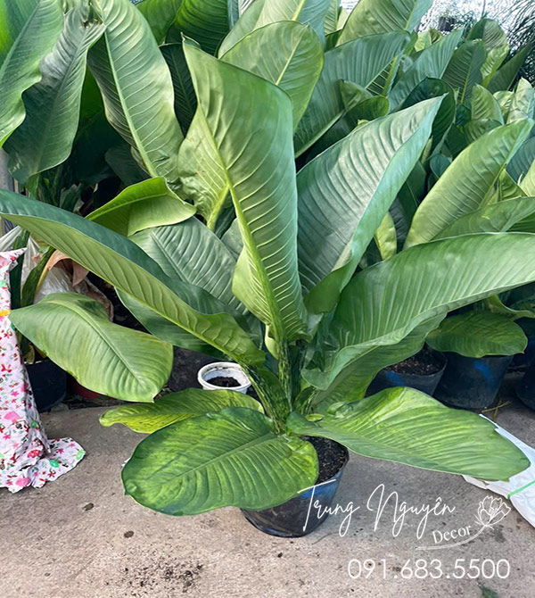 Cây Đại Phú Gia